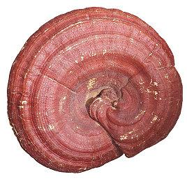 一款含战棋的AVG？潜力新游《夏夜的魔法门》试玩版正在Steam开放中！